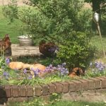 Ferienwohnung am Komisenpad - Hühner im Blumenbeet