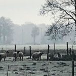 Herde im Winter