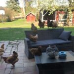 Hühner auf der Terrasse